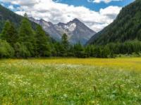 Blühende Wiesen im Gschlößtal mit Taxerkogel Blick